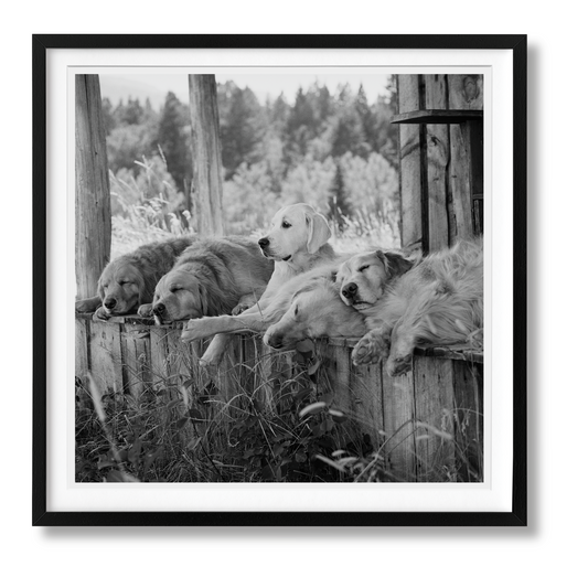 Bruce Weber. The Golden Retriever Photographic Society. Art Edition No. 1–100 ‘Little Bear Ranch, Montana, 1996’ (German, French, English) (SA)