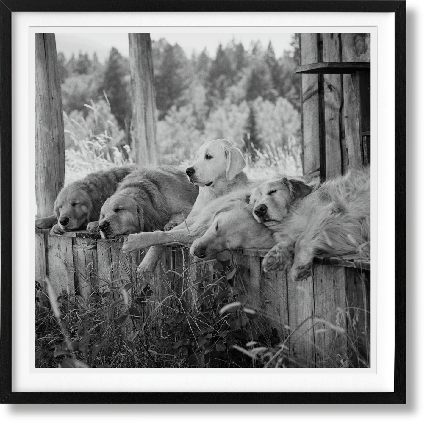 Bruce Weber. The Golden Retriever Photographic Society. Art Edition No. 1–100 ‘Little Bear Ranch, Montana, 1996’ (German, French, English) (AP)