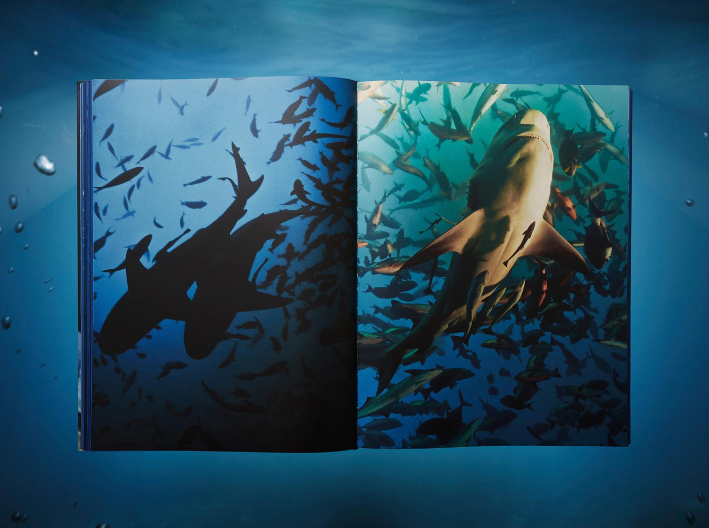 Michael Muller. Sharks (English) (AP)