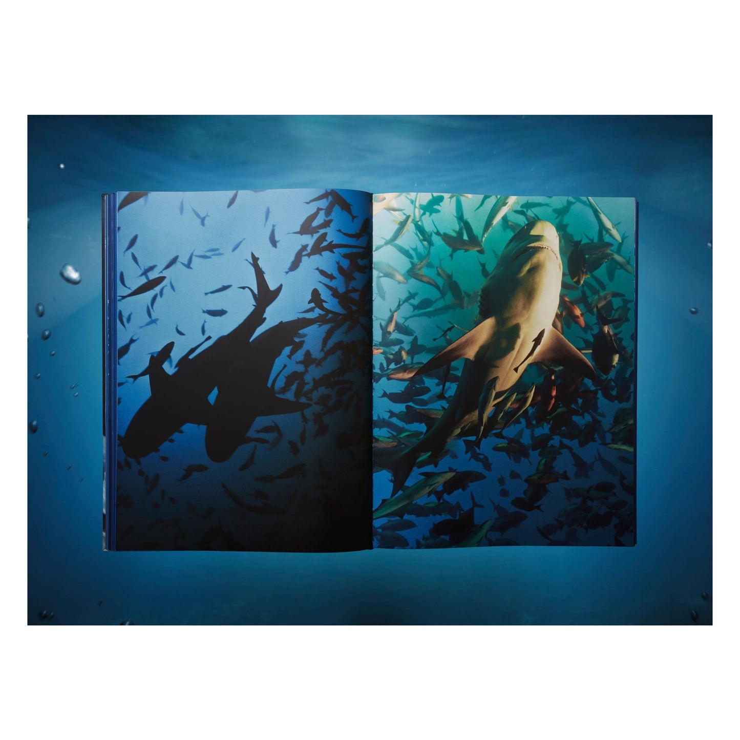 Michael Muller. Sharks, Art Edition No. 101–200 ‘Under Study’ (English) (AP)