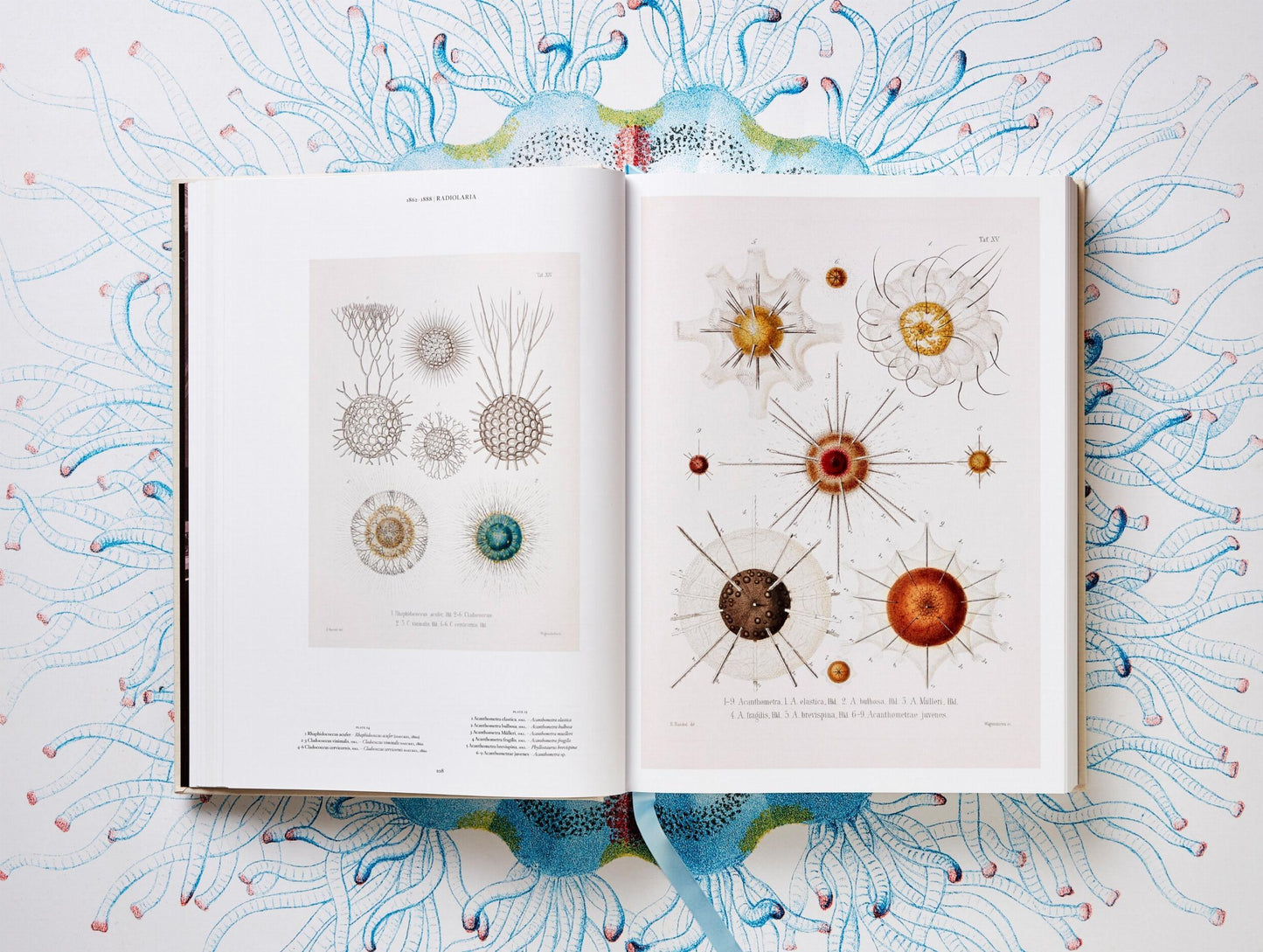 The Art and Science of Ernst Haeckel (German, French, English)