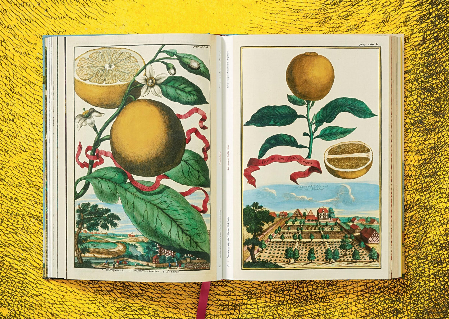 J. C. Volkamer. The Book of Citrus Fruits (German, French, English)