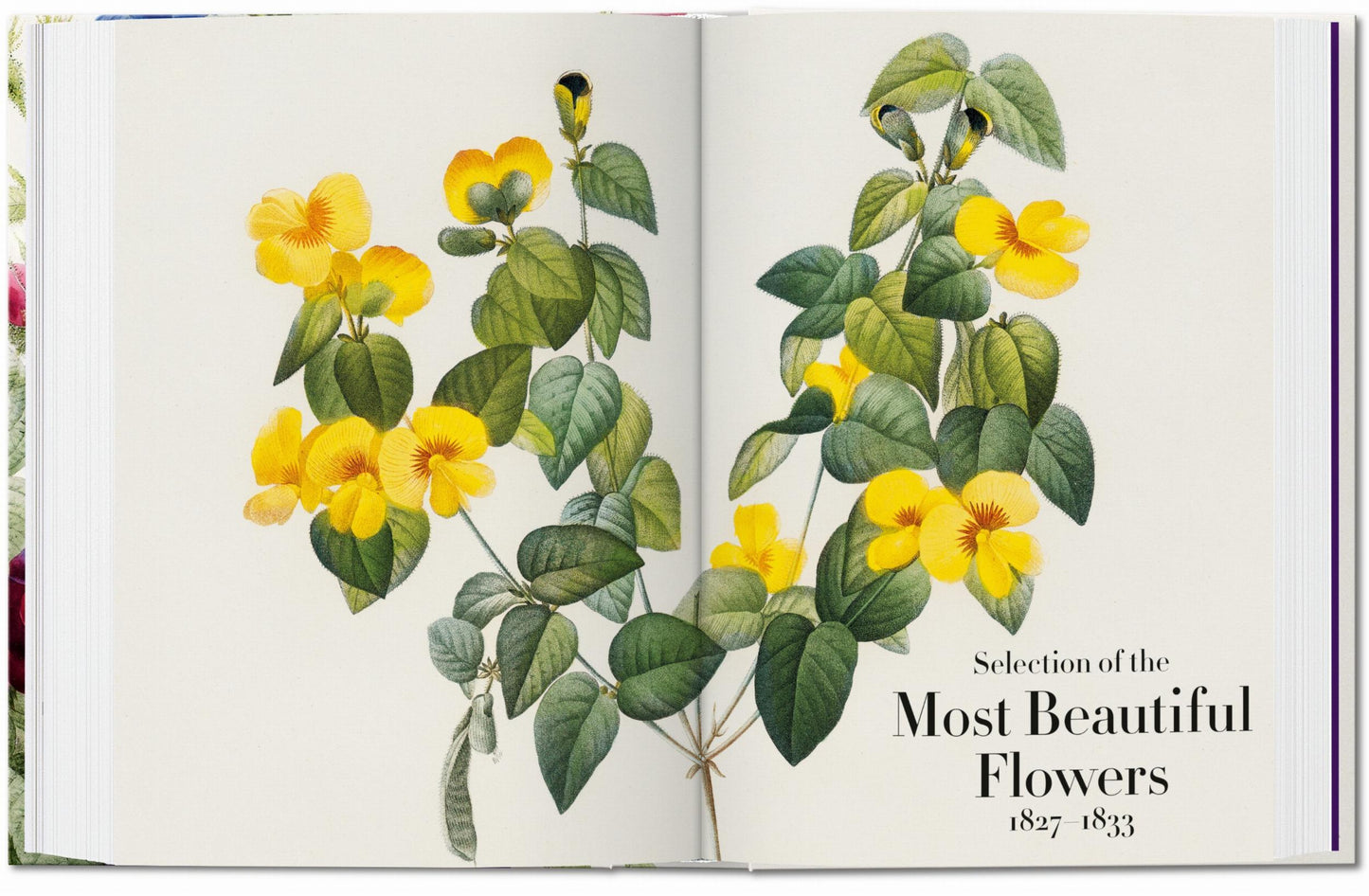 Redouté. The Book of Flowers. 40th Ed. (German, French, English)