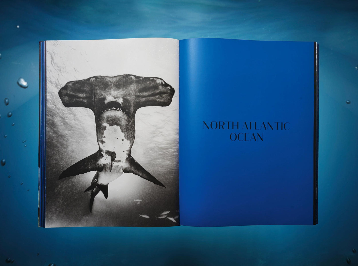 Michael Muller. Sharks, Art Edition No. 1–100 ‘Tear You Apart’ (English)