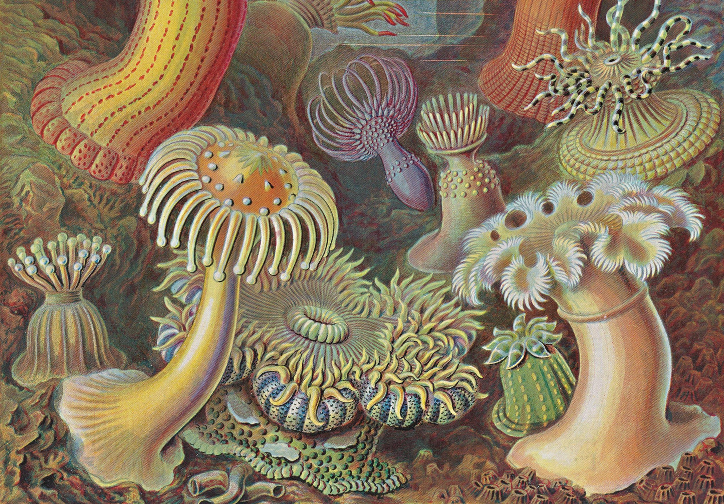 The Art and Science of Ernst Haeckel. 40th Ed. (English)