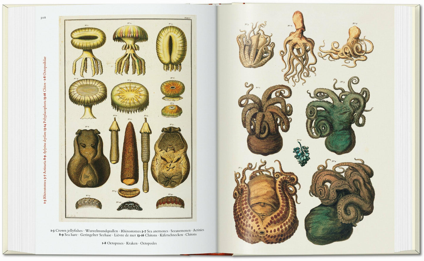 Seba. Cabinet of Natural Curiosities. 40th Ed. (German, French, English)