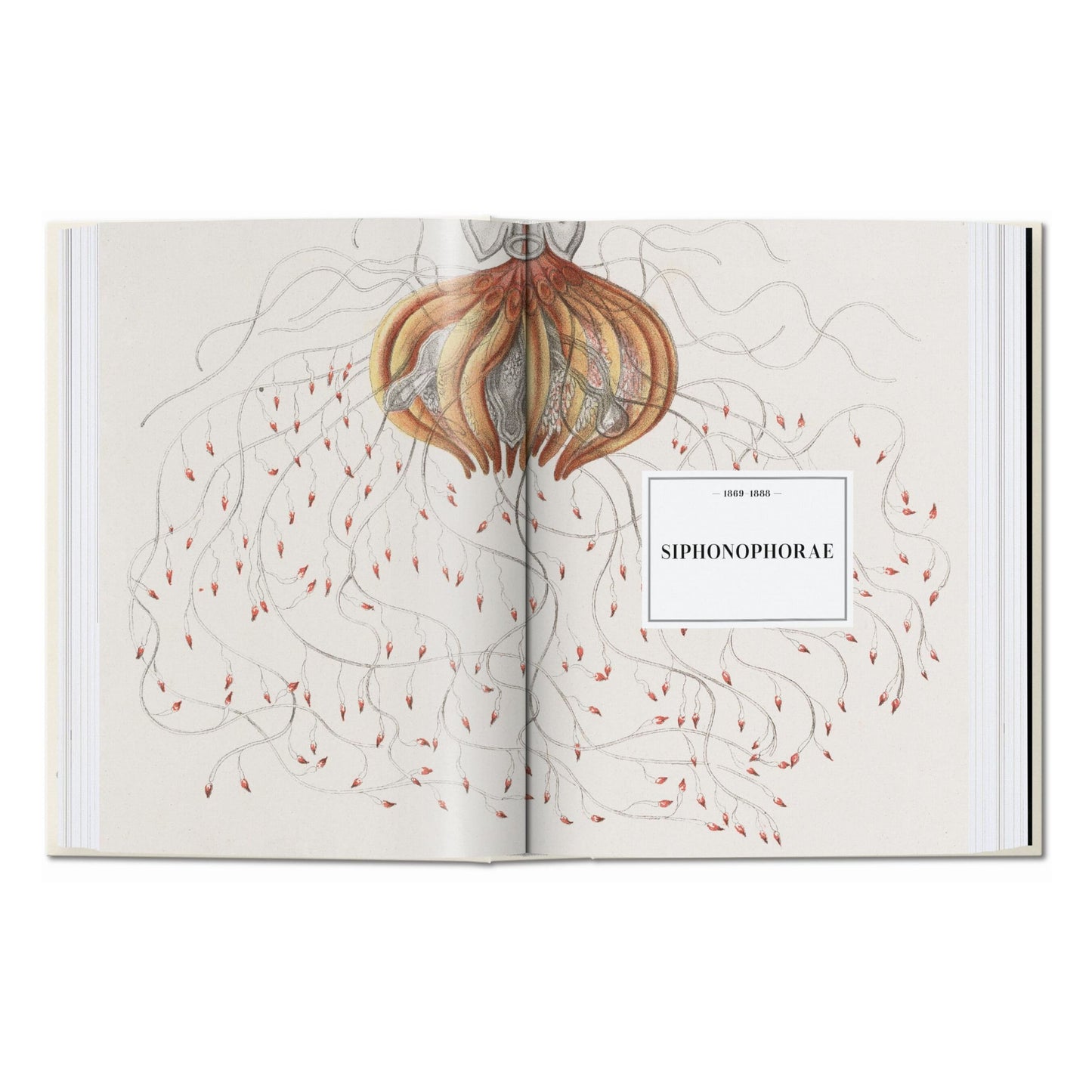 The Art and Science of Ernst Haeckel. 45th Ed. (English)