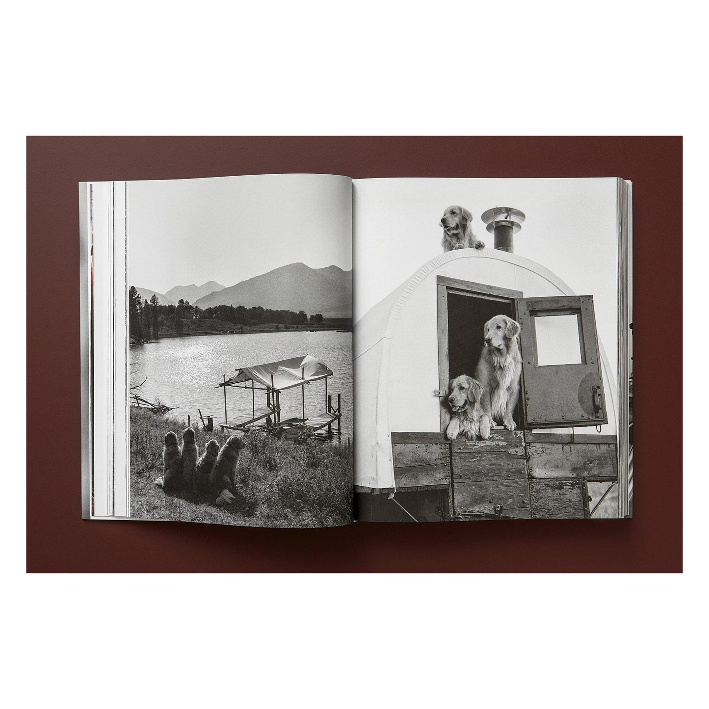 Bruce Weber. The Golden Retriever Photographic Society. Art Edition No. 101–200 ‘Hud, New York City, 2011’ (German, French, English) (AP)