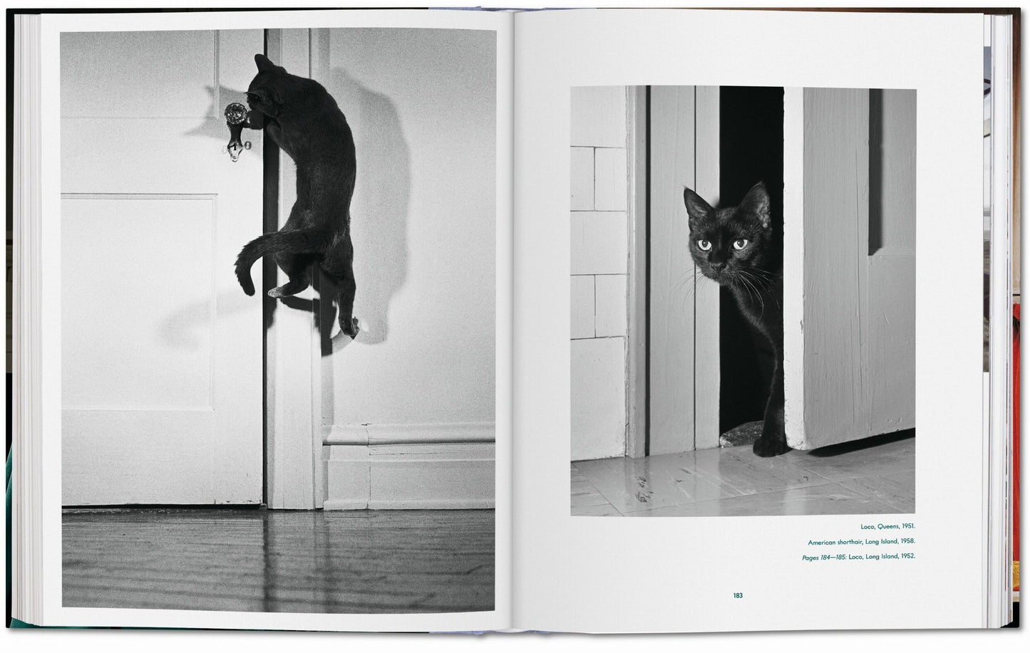 Walter Chandoha. Cats. Photographs 1942–2018 (German, French, English)