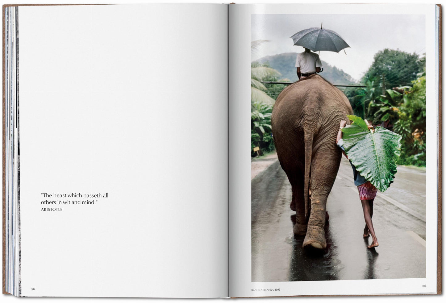 McCurry, Animals, Art A (German, French, English) (SA)