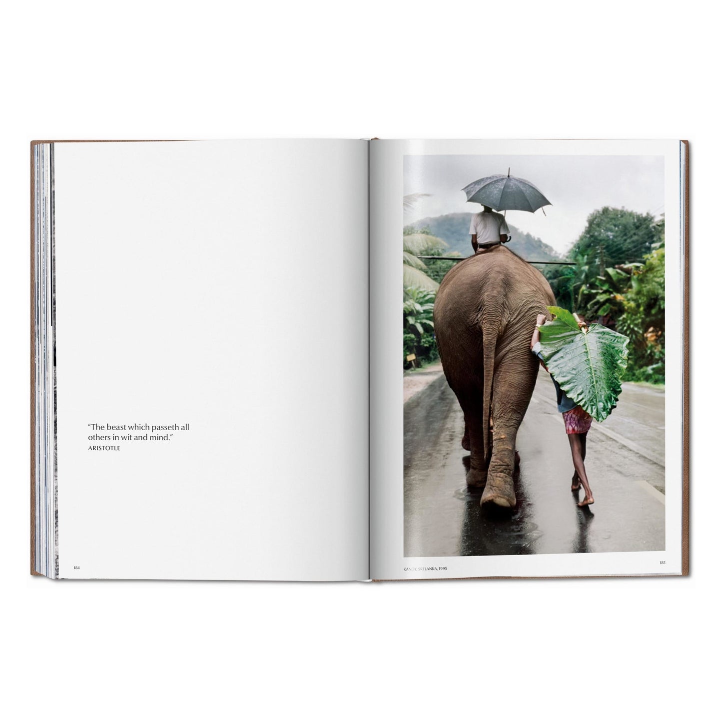 McCurry, Animals, Art A, Chiang Mai (German, French, English) (AP)