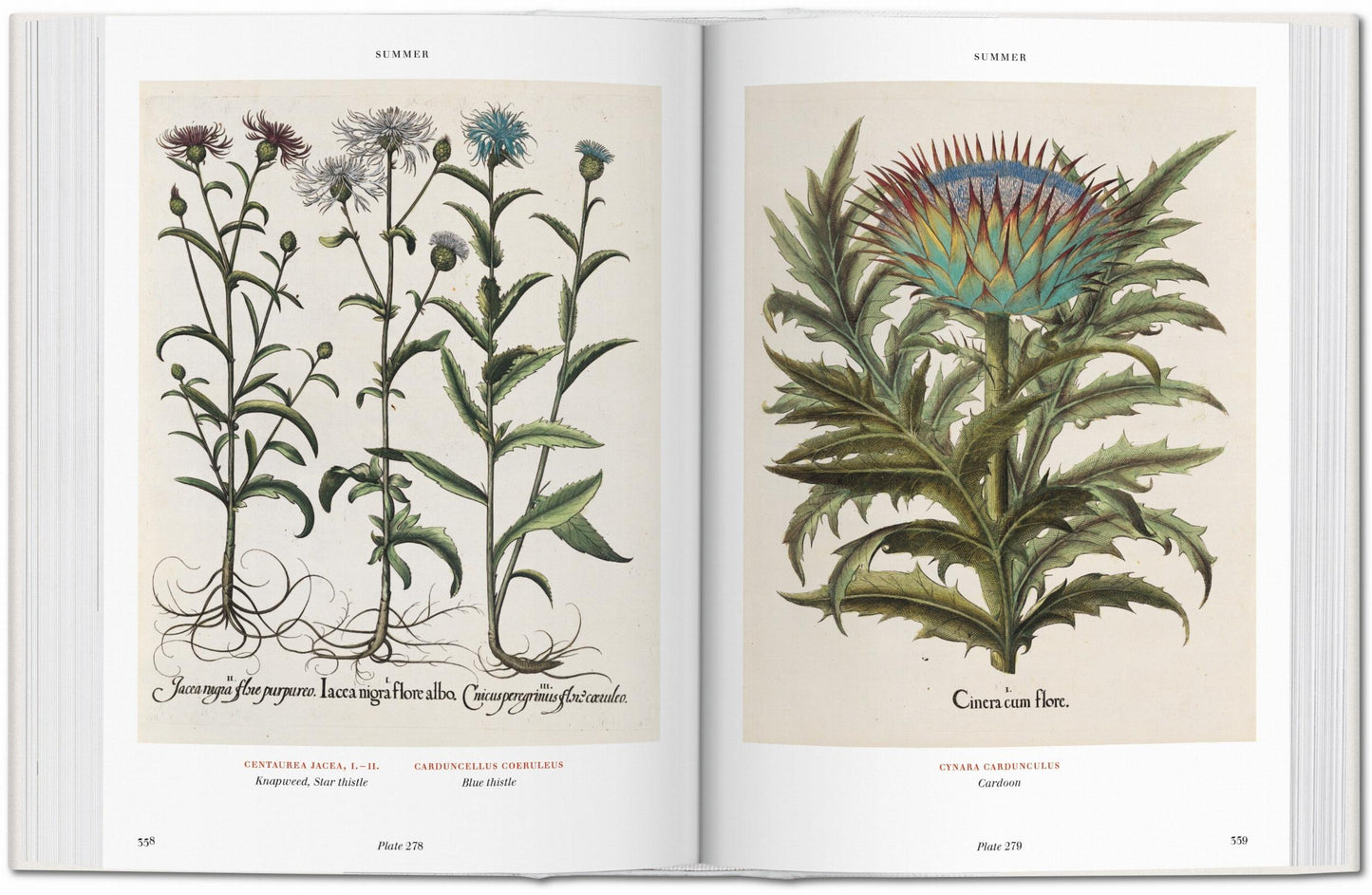 Basilius Besler. L'Herbier. Hortus Eystettensis (French)