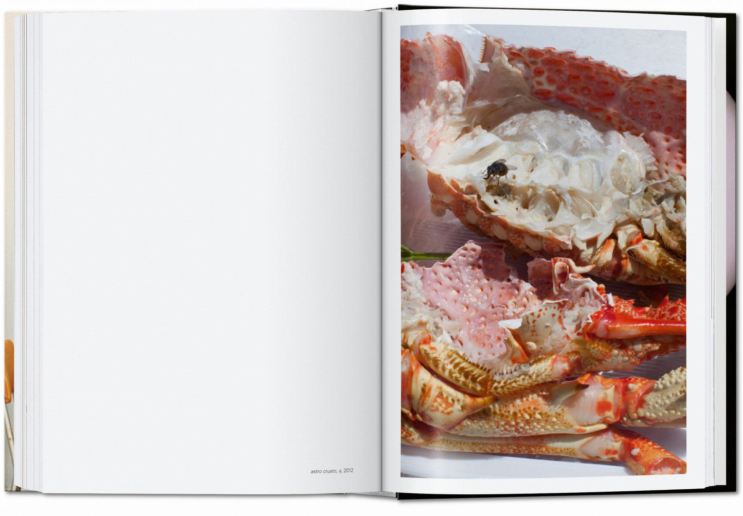 Wolfgang Tillmans. four books. 40th Ed. (English)