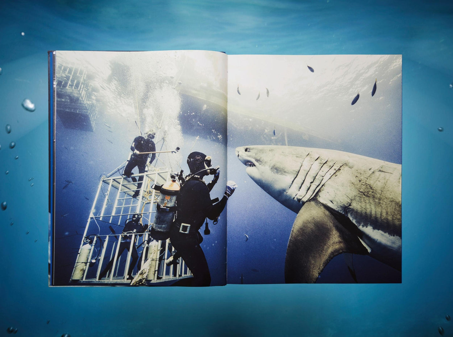 Michael Muller. Sharks, Art Edition No. 101–200 ‘Under Study’ (English) (AP)