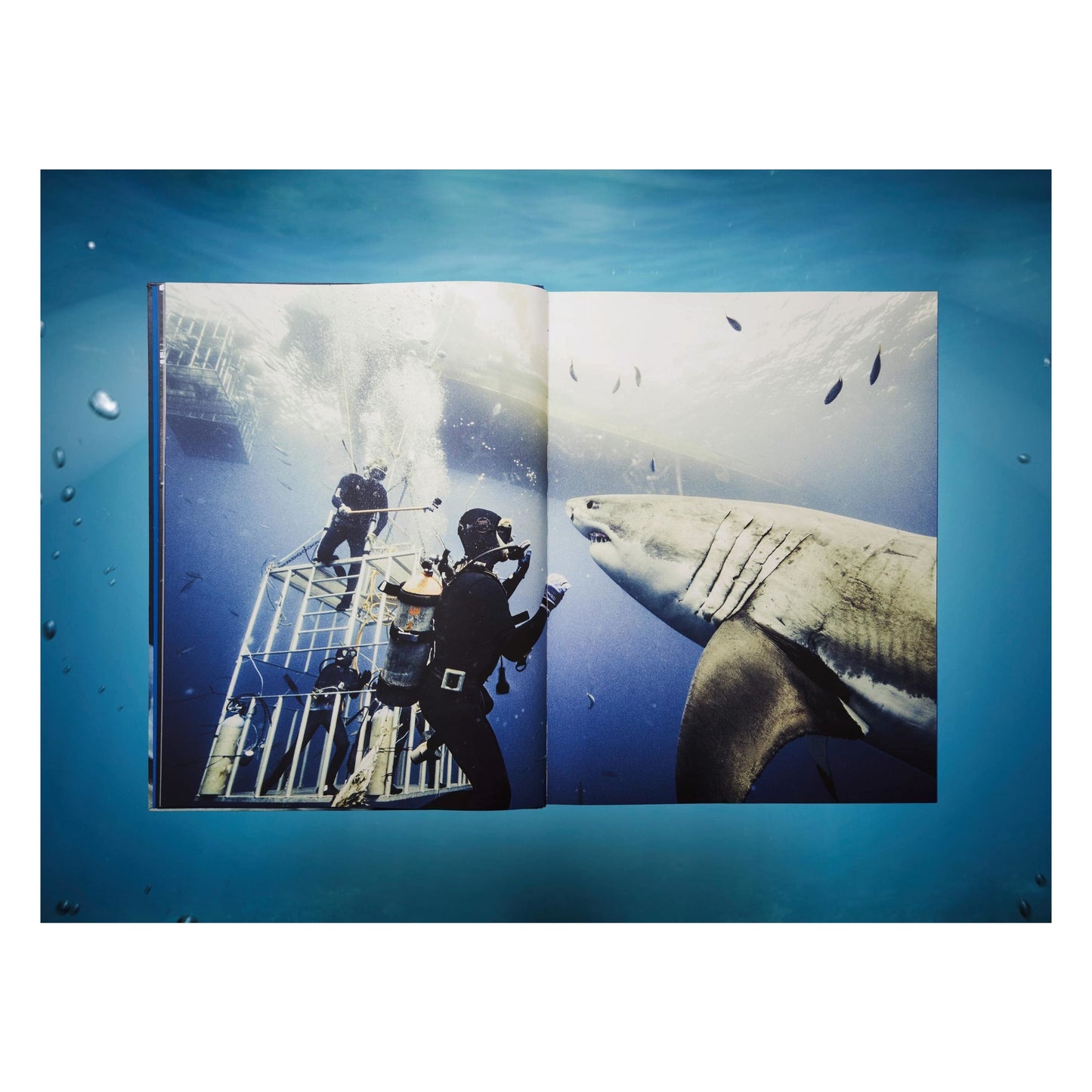 Michael Muller. Sharks (English)
