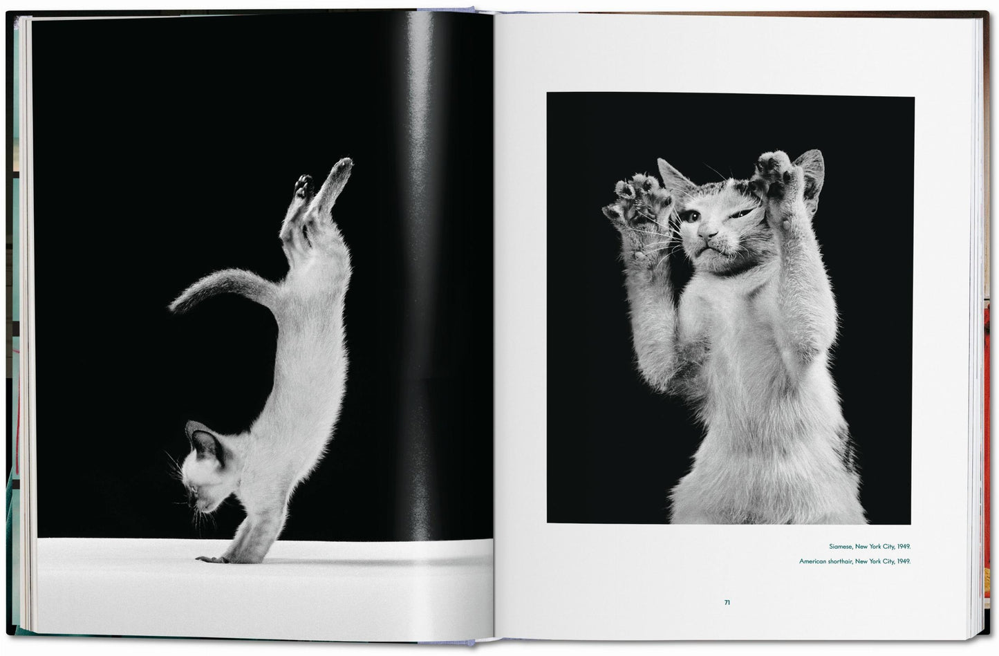 Walter Chandoha. Cats. Photographs 1942–2018 (German, French, English)