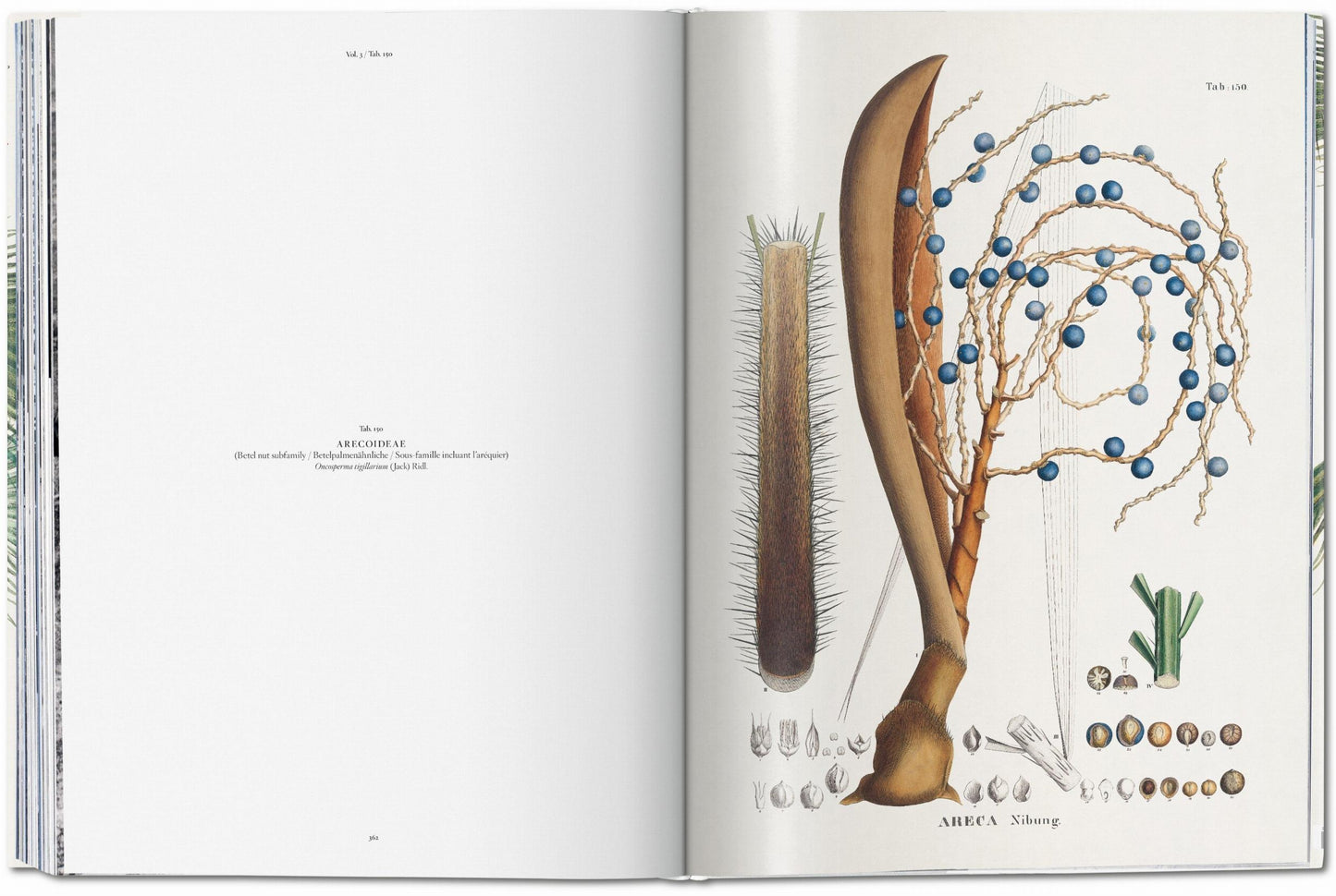 Martius. The Book of Palms (German, French, English)