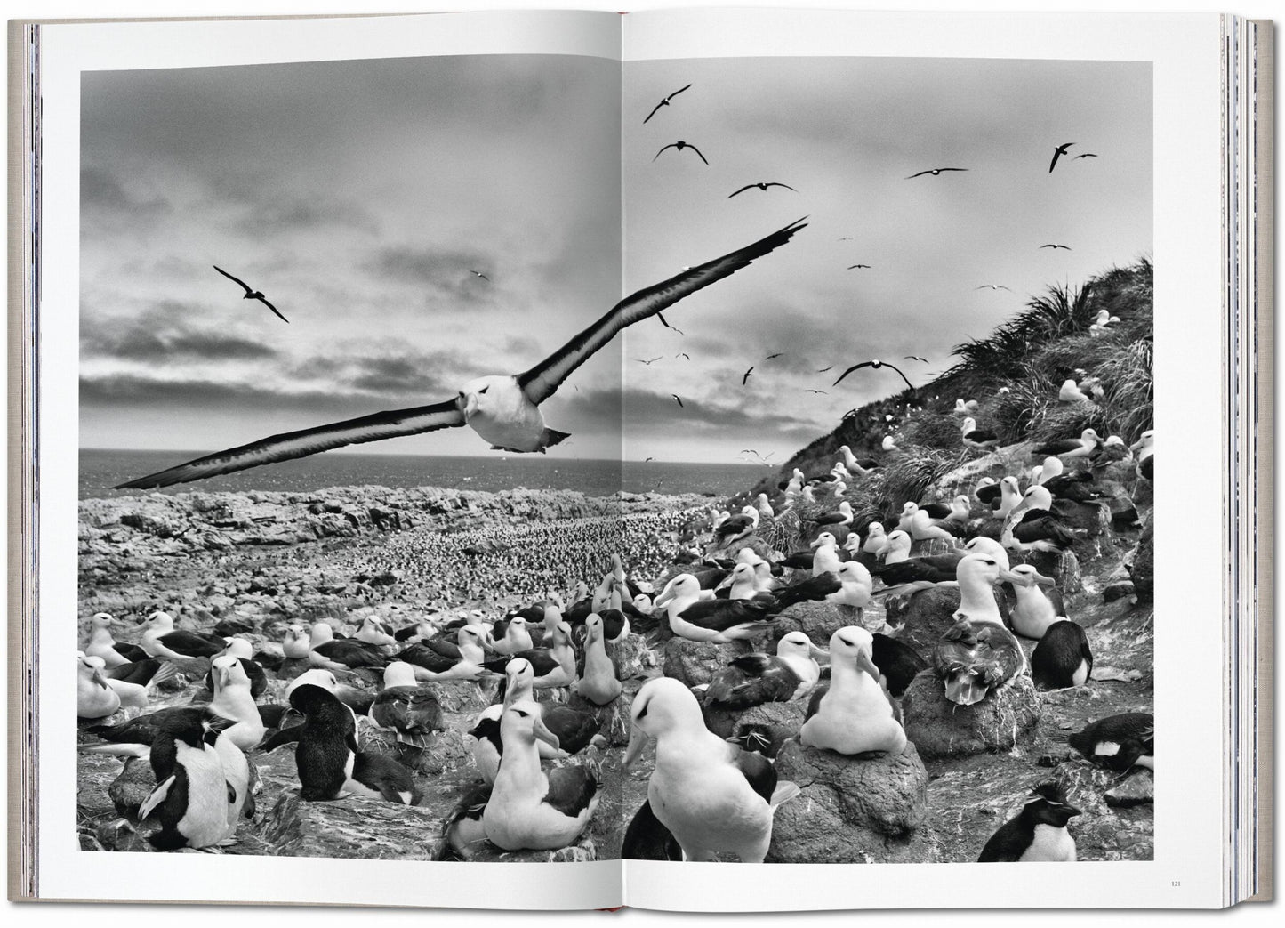 Sebastião Salgado. Genesis (English) (AP)