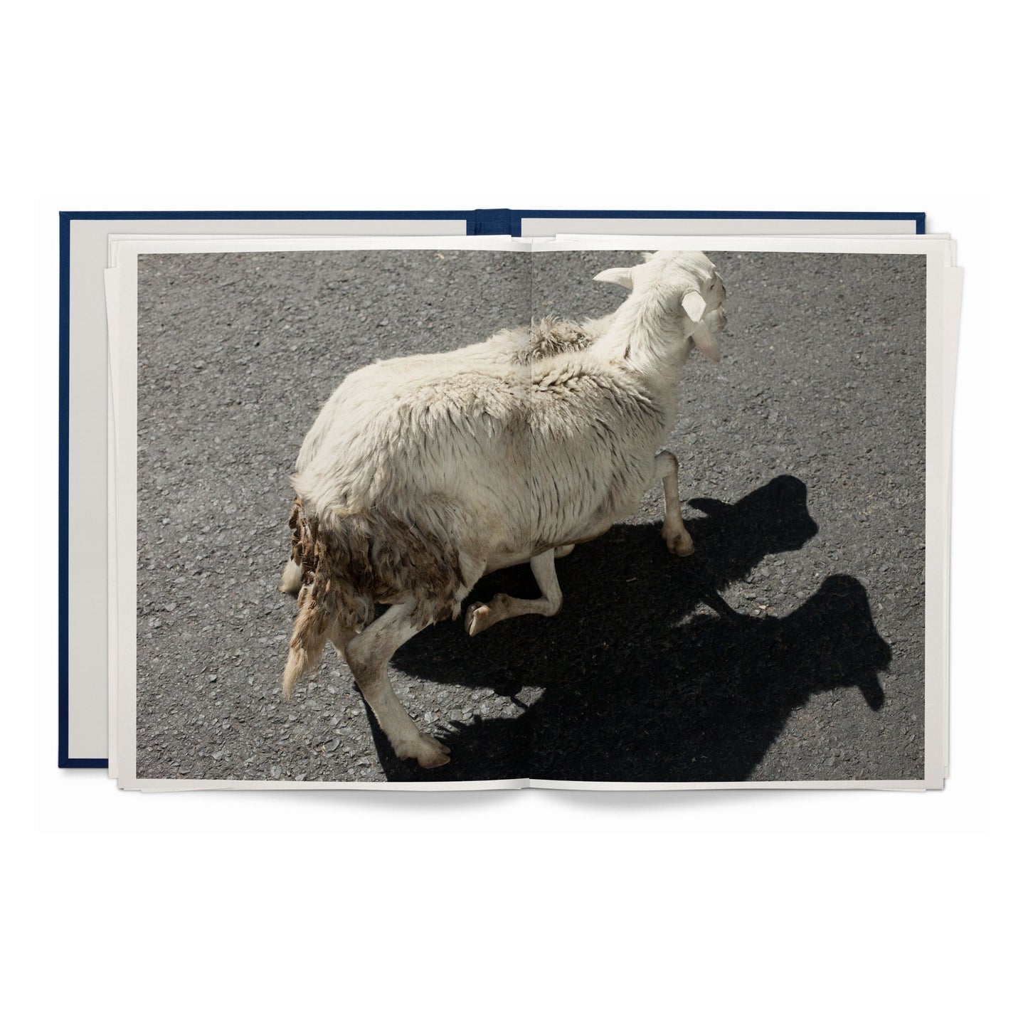 Wolfgang Tillmans. Neue Welt. Art Edition (German, French, English) (SA)