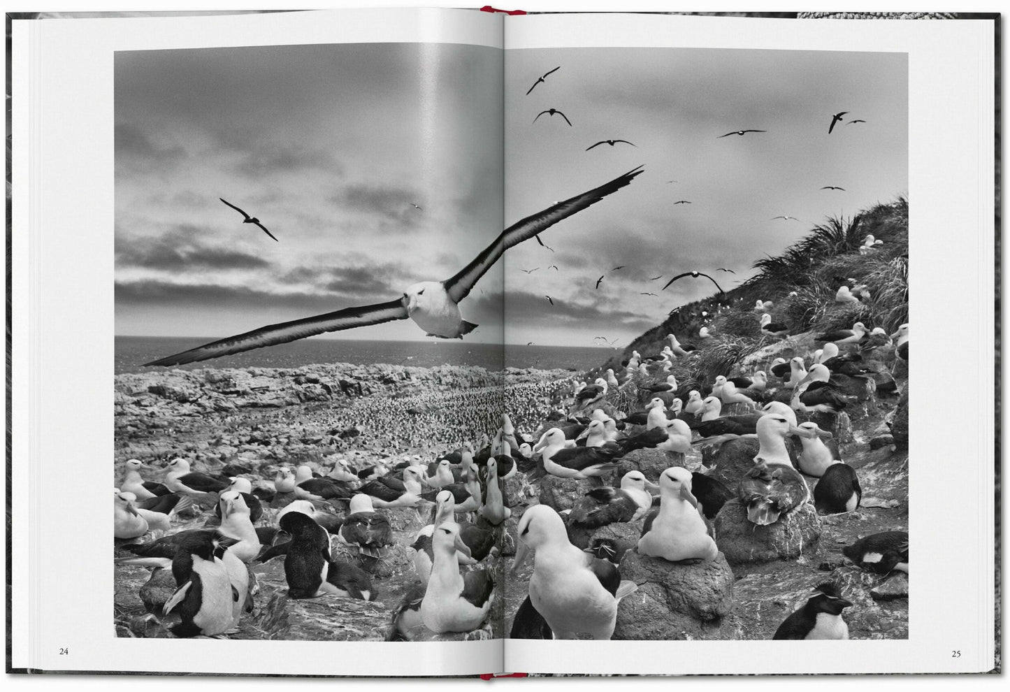 Sebastião Salgado. Genesis (French)