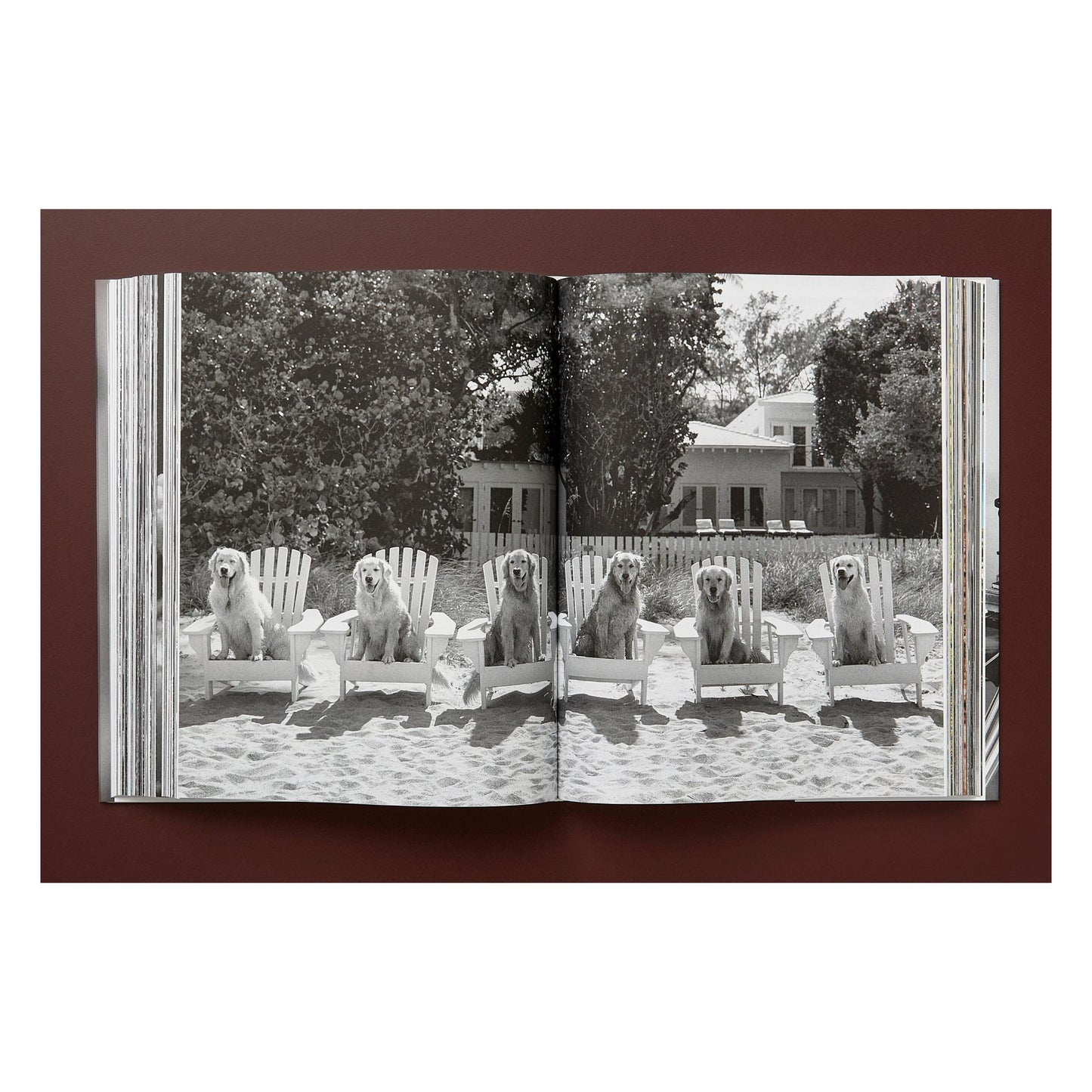 Bruce Weber. The Golden Retriever Photographic Society. Art Edition No. 101–200 ‘Hud, New York City, 2011’ (German, French, English)