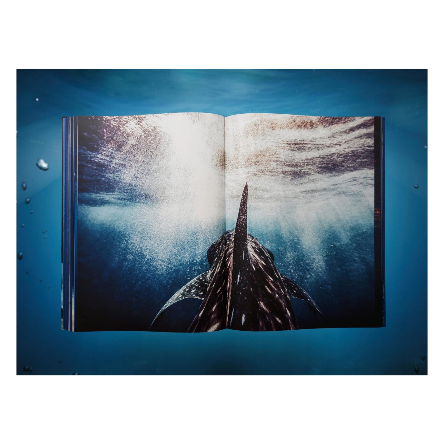 Michael Muller. Sharks, Art Edition No. 101–200 ‘Under Study’ (English) (AP)