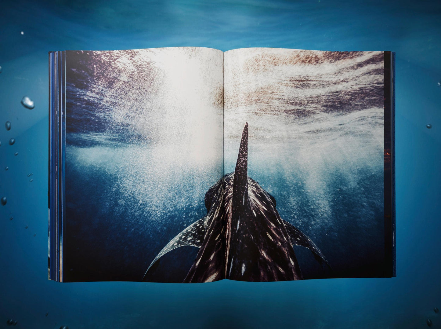 Michael Muller. Sharks, Art Edition No. 1–100 ‘Tear You Apart’ (English) (AP)