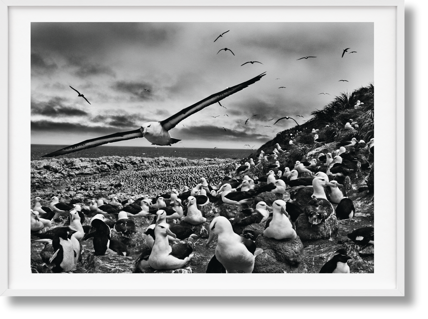 Sebastião Salgado. Genesis. Art Edition No. 201–300 ‘Black-Browed Albatrosses, Falkland Islands’ (English)