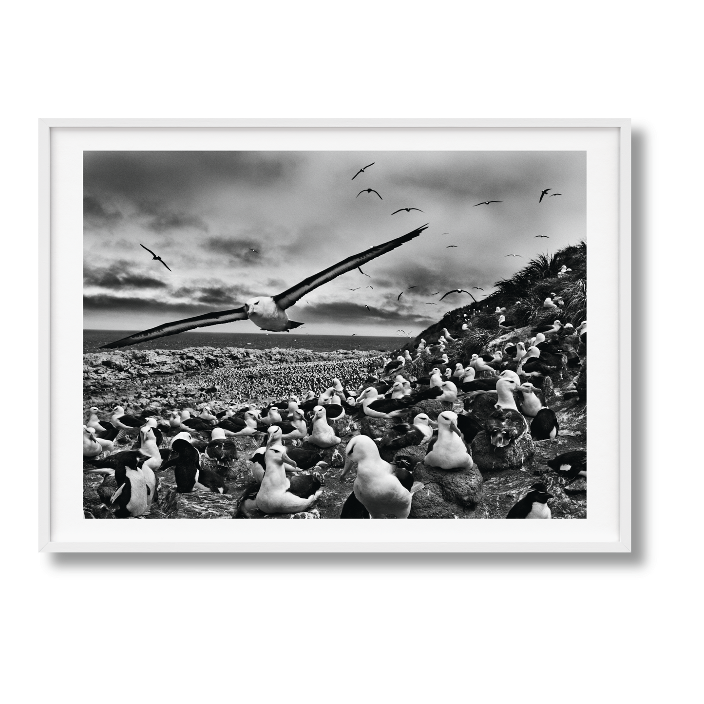 Sebastião Salgado. GENESIS, Art Edition No. 201–300 ‘Black-Browed Albatrosses, Falkland Islands’ (English) (AP)