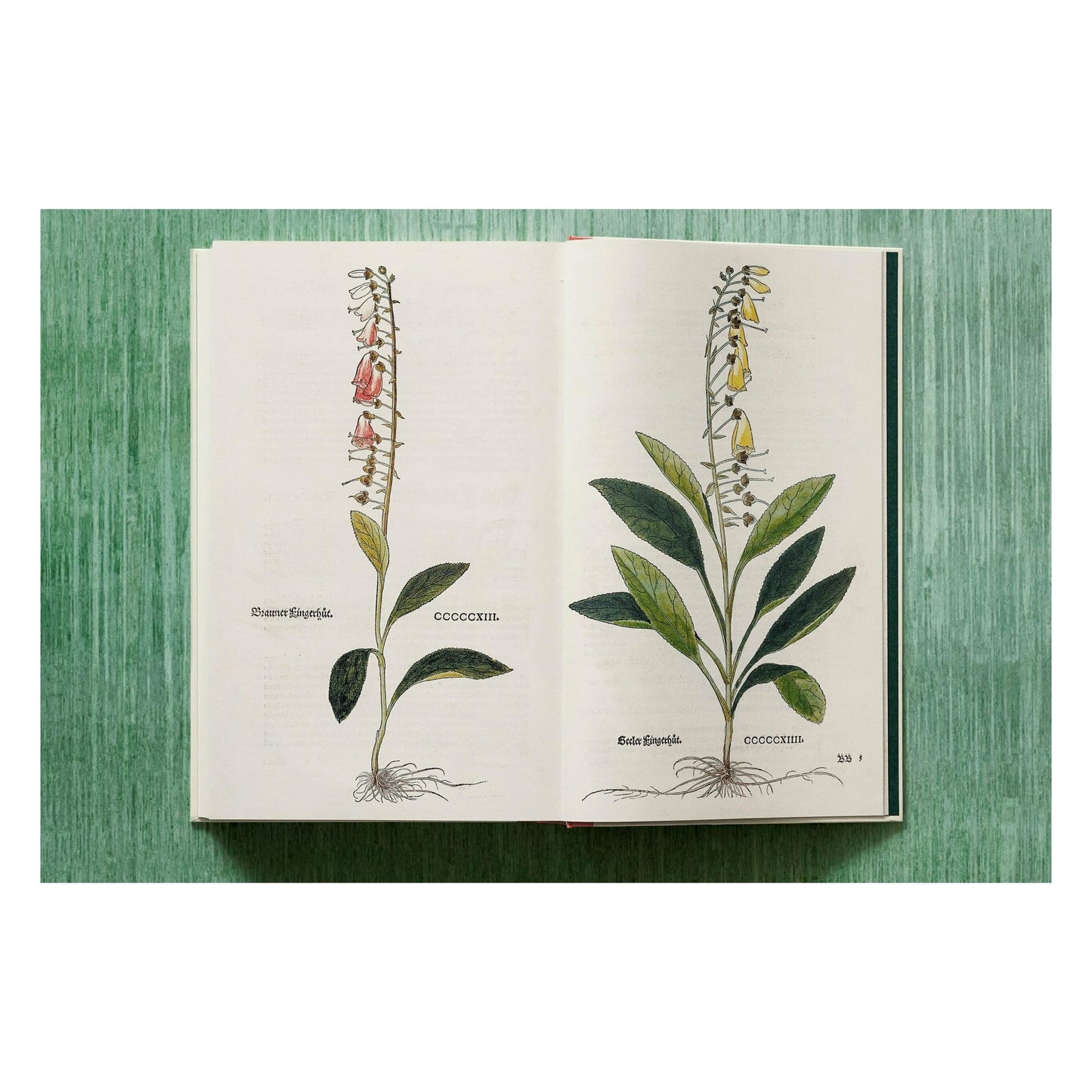 Leonhart Fuchs. The New Herbal (English)