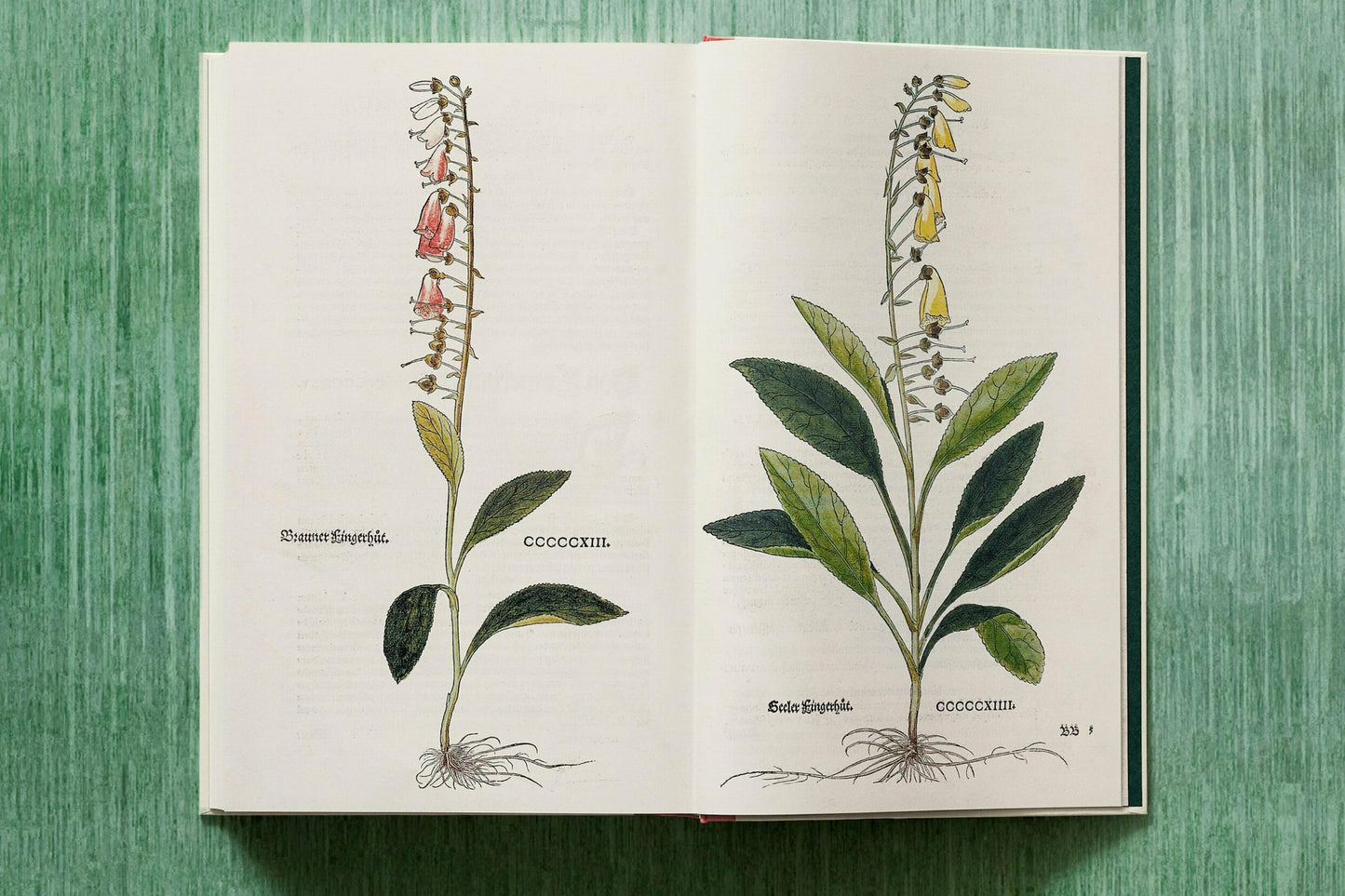 Leonhart Fuchs. The New Herbal (English)