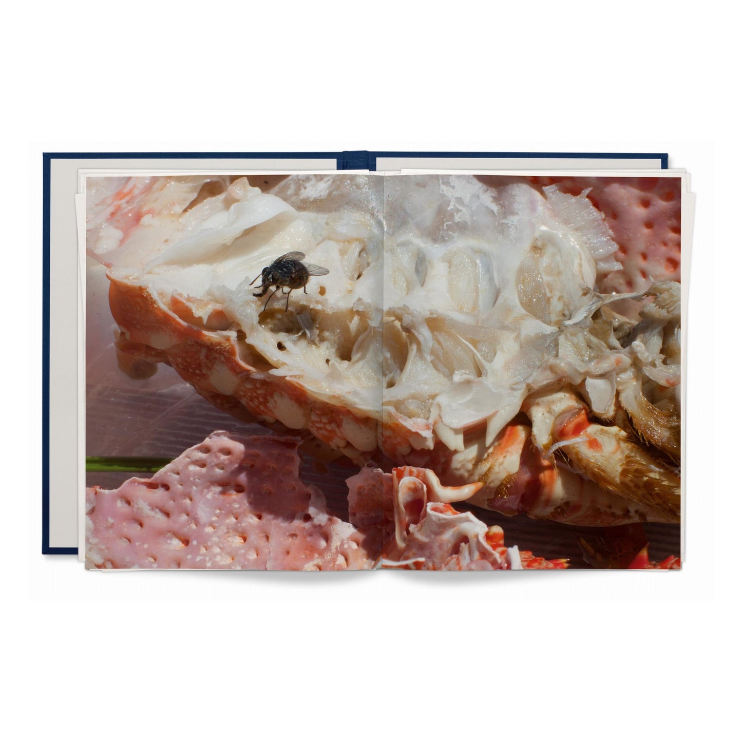 Wolfgang Tillmans. Neue Welt. Art Edition (German, French, English) (SA)