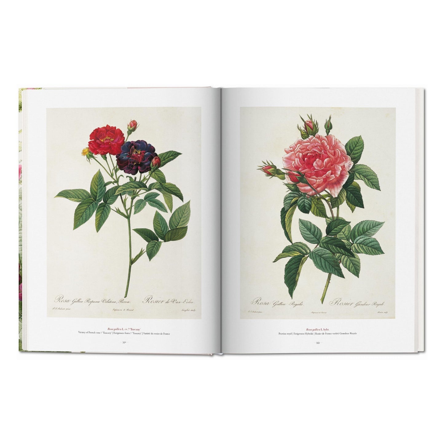 Redouté. The Book of Flowers (German, French, English)