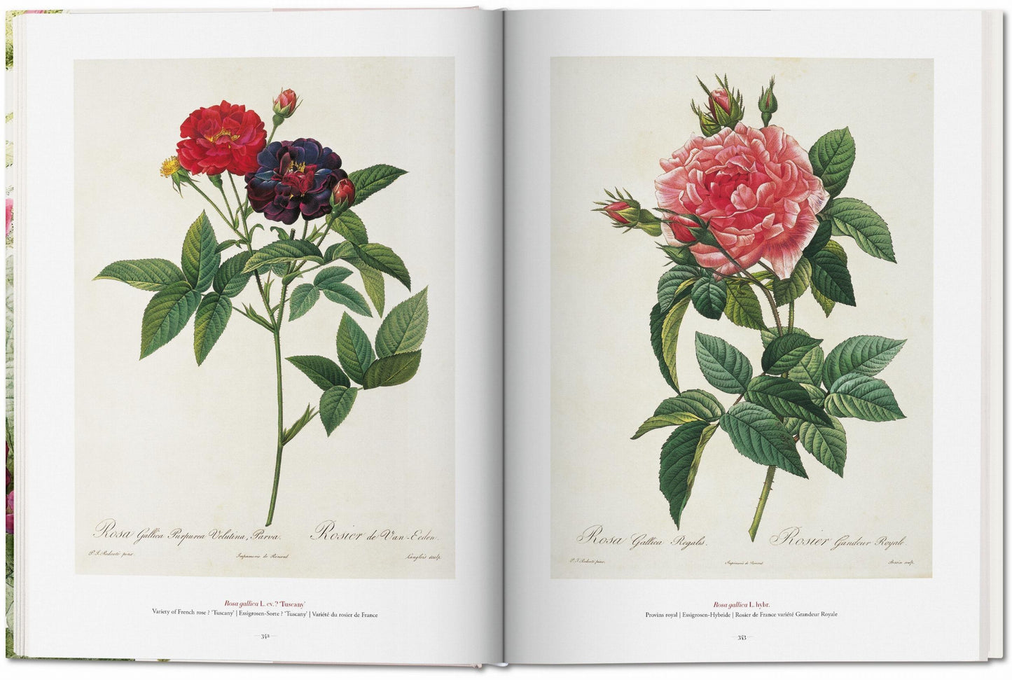 Redouté. The Book of Flowers (German, French, English)