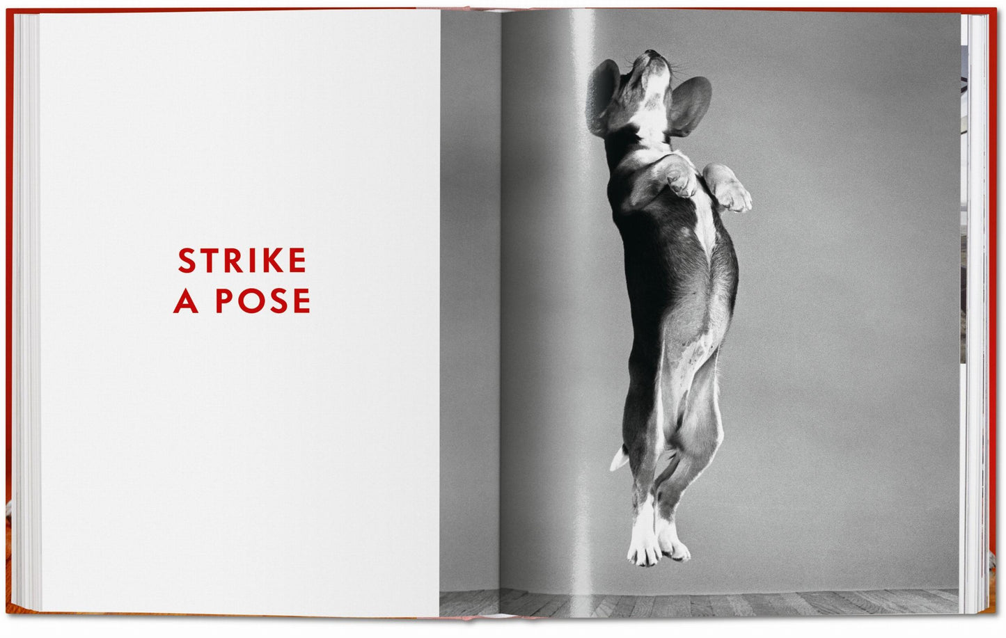 Walter Chandoha. Dogs. Photographs 1941–1991 (German, French, English)