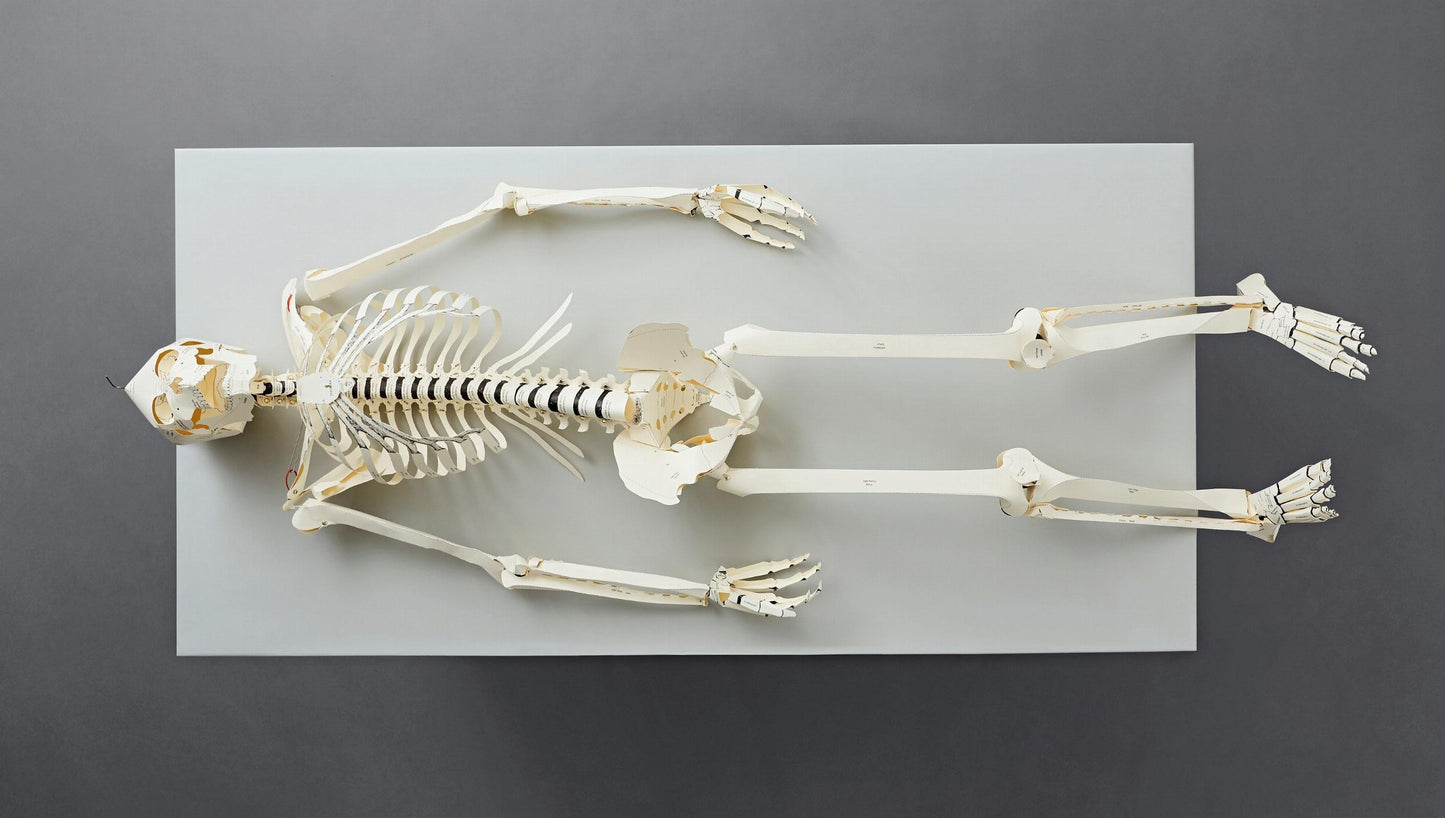 Build Your Own Human Skeleton (German, Spanish, French, English, Italian)