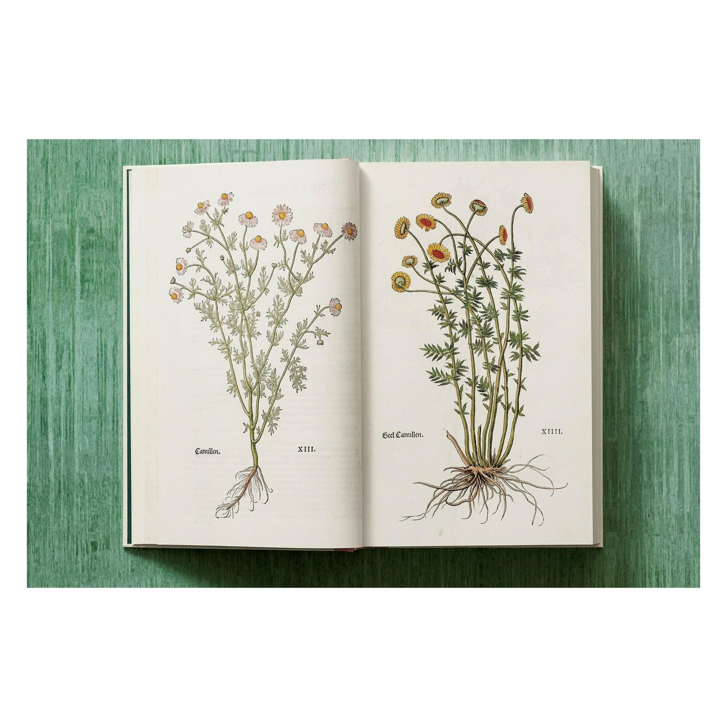 Leonhart Fuchs. The New Herbal (English)