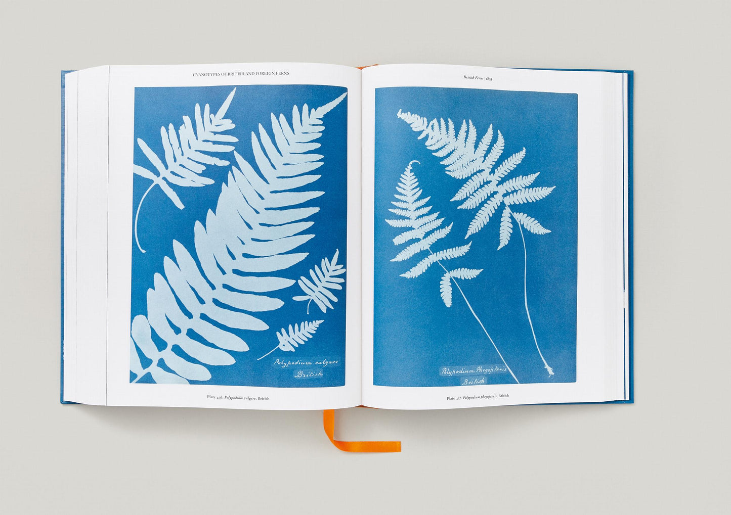 Anna Atkins. Cyanotypes (German, French, English)