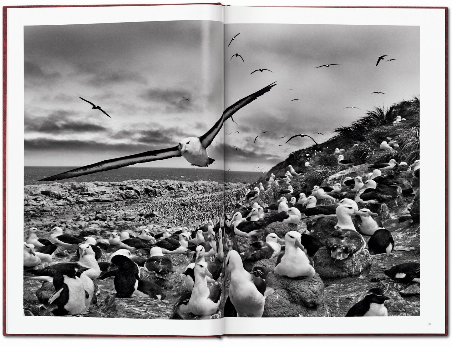 Sebastião Salgado. GENESIS, Art Edition No. 201–300 ‘Black-Browed Albatrosses, Falkland Islands’ (English) (AP)