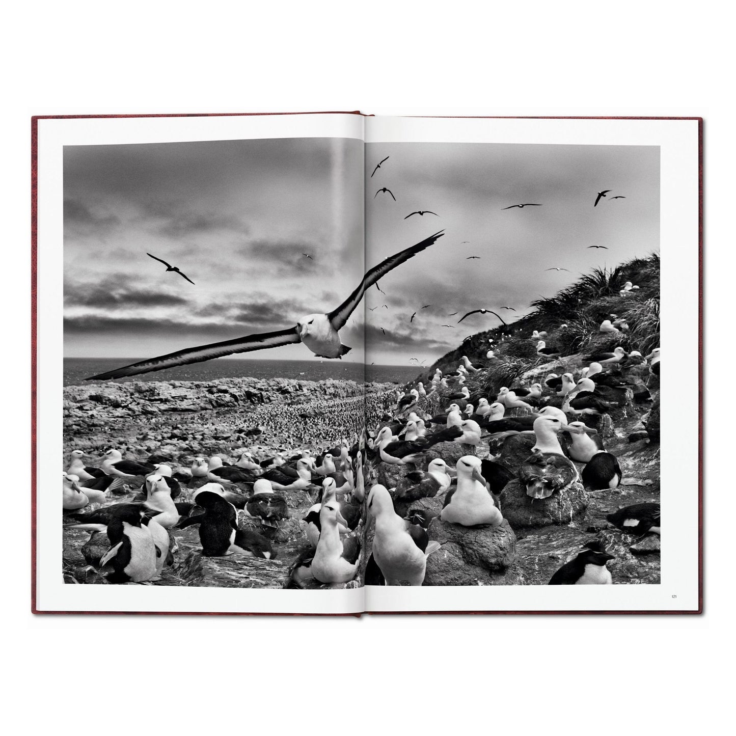 Sebastião Salgado. GENESIS, Art Edition No. 201–300 ‘Black-Browed Albatrosses, Falkland Islands’ (English) (AP)