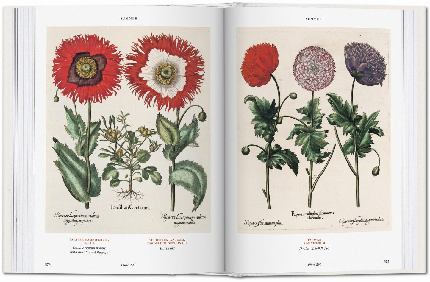 Basilius Besler. Florilegium. The Book of Plants (English)