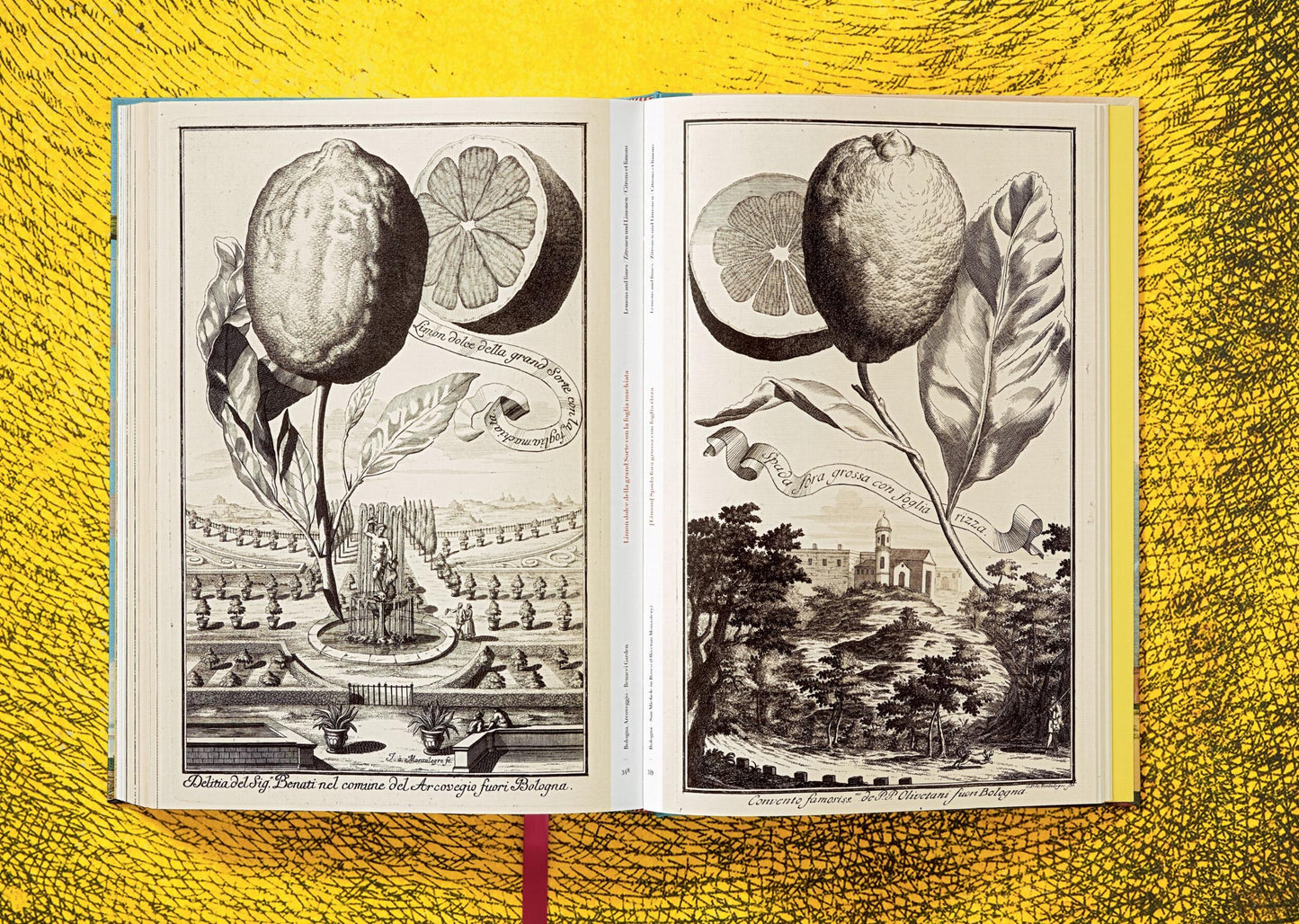 J. C. Volkamer. The Book of Citrus Fruits (German, French, English)