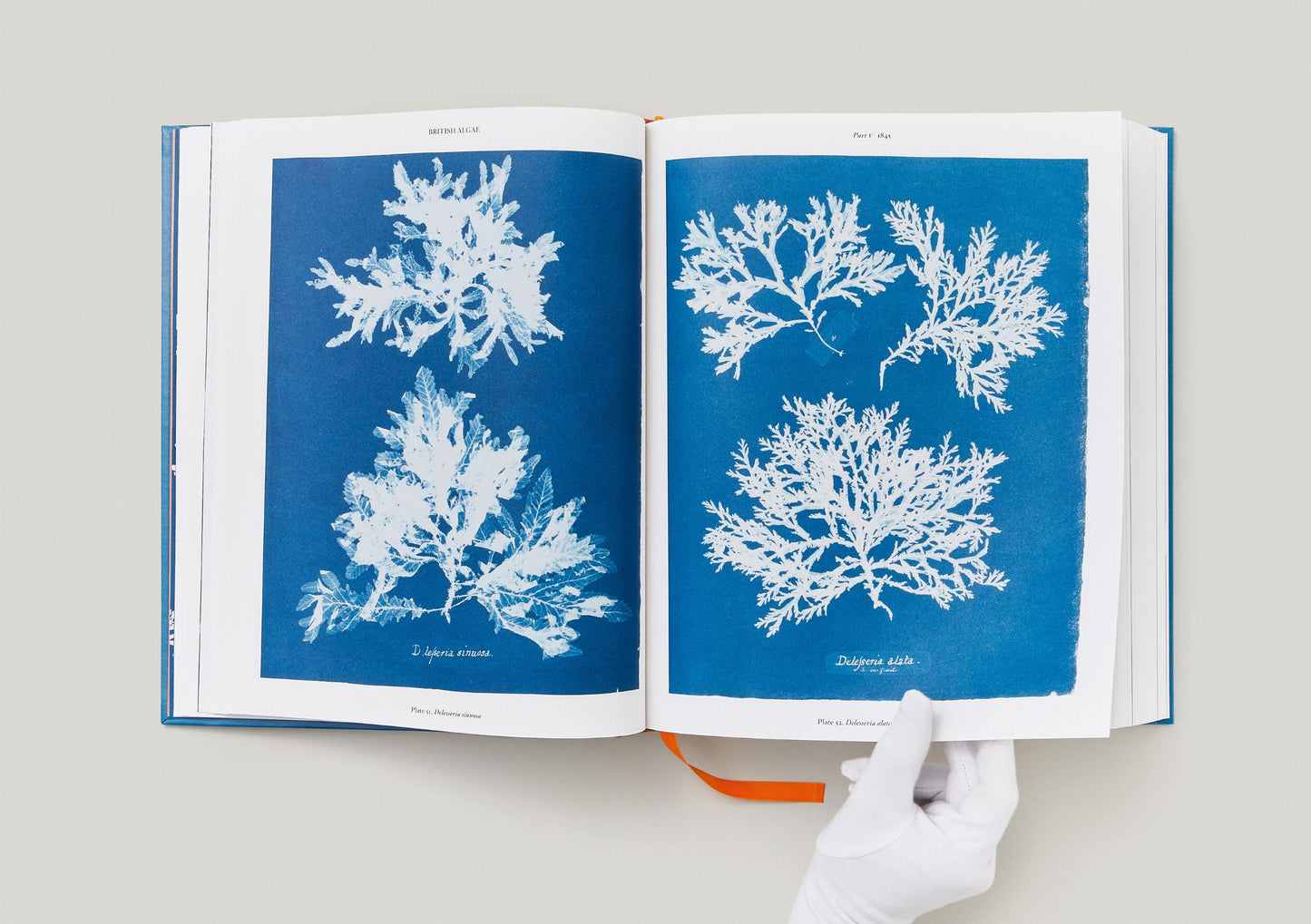 Anna Atkins. Cyanotypes (German, French, English)