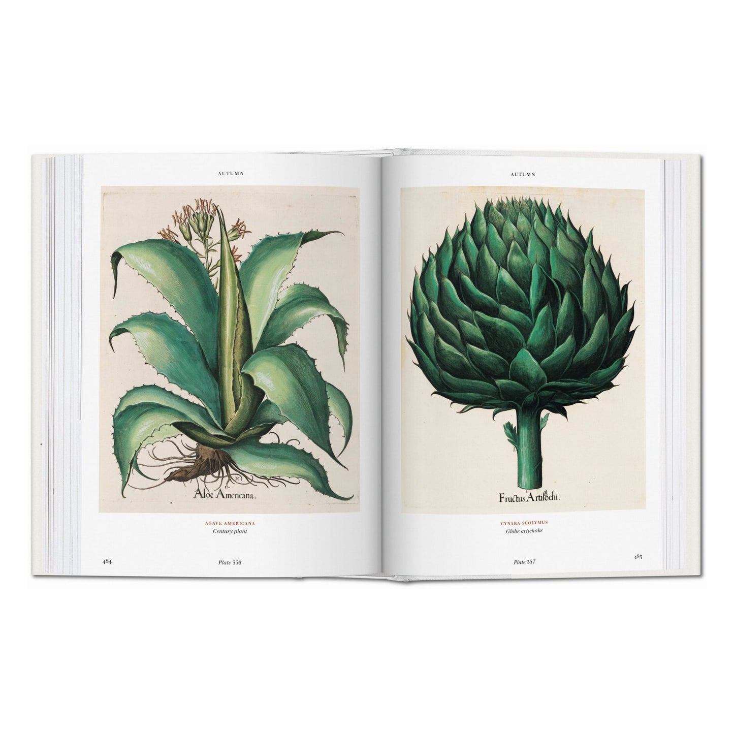 Basilius Besler. Florilegium. The Book of Plants (English)