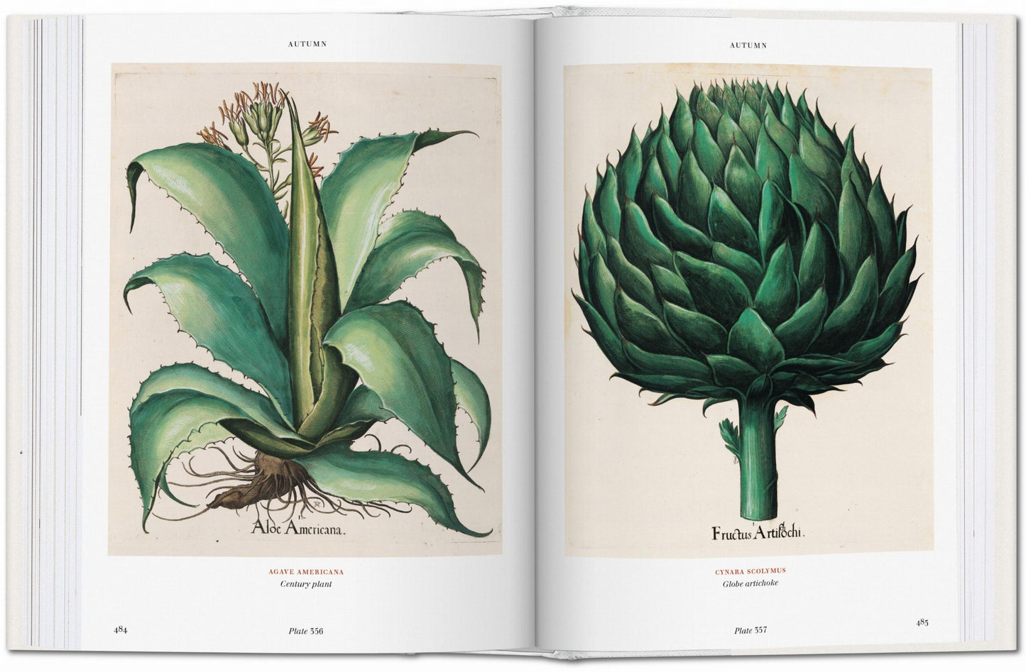 Basilius Besler. Florilegium. The Book of Plants (English)