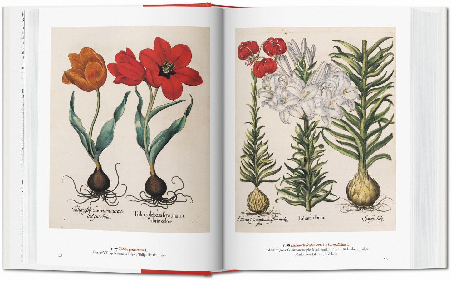 A Garden Eden. Masterpieces of Botanical Illustration. 40th Ed. (Spanish, English, Italian)