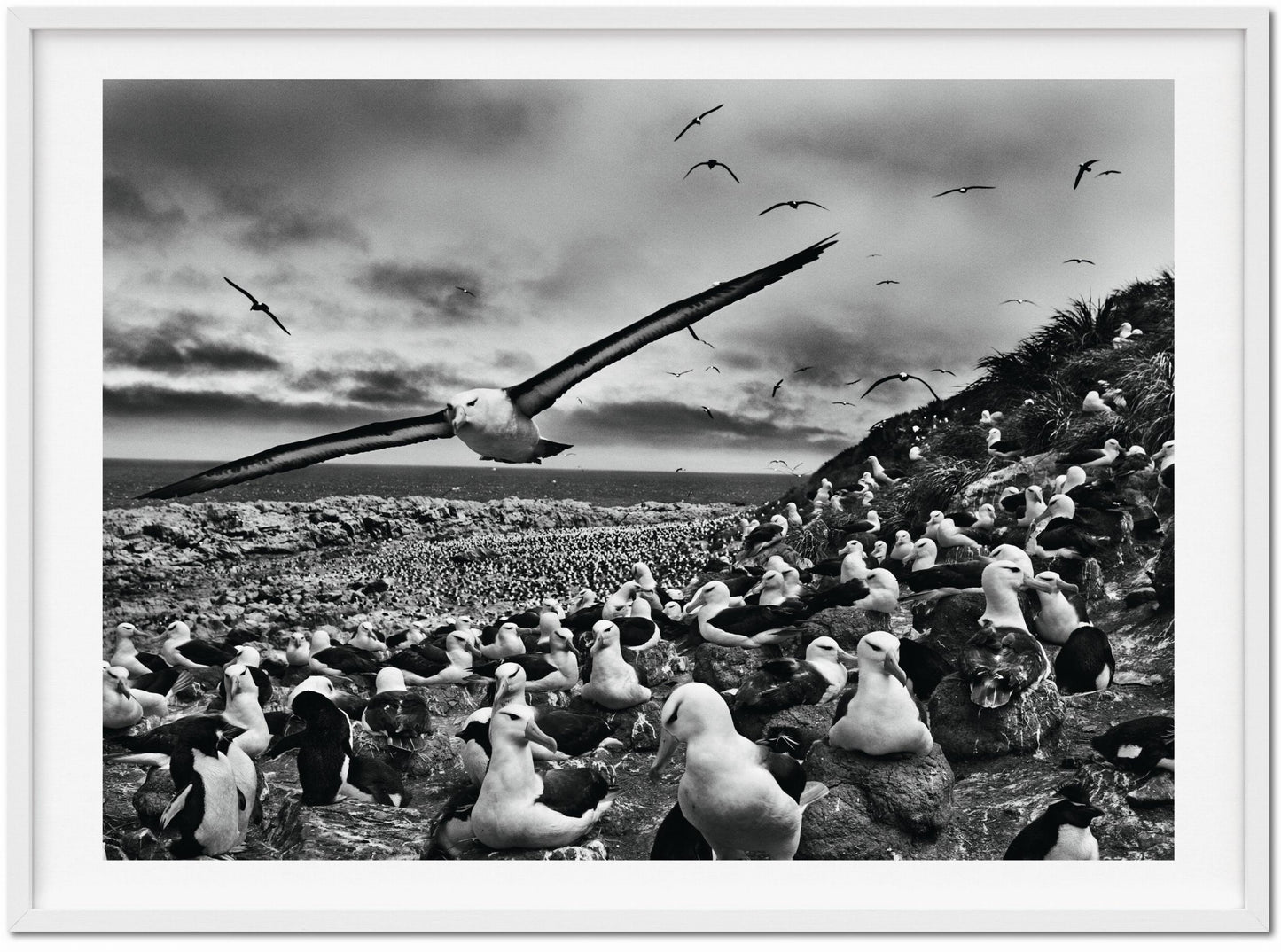 Sebastião Salgado. GENESIS, Art Edition No. 201–300 ‘Black-Browed Albatrosses, Falkland Islands’ (English) (AP)