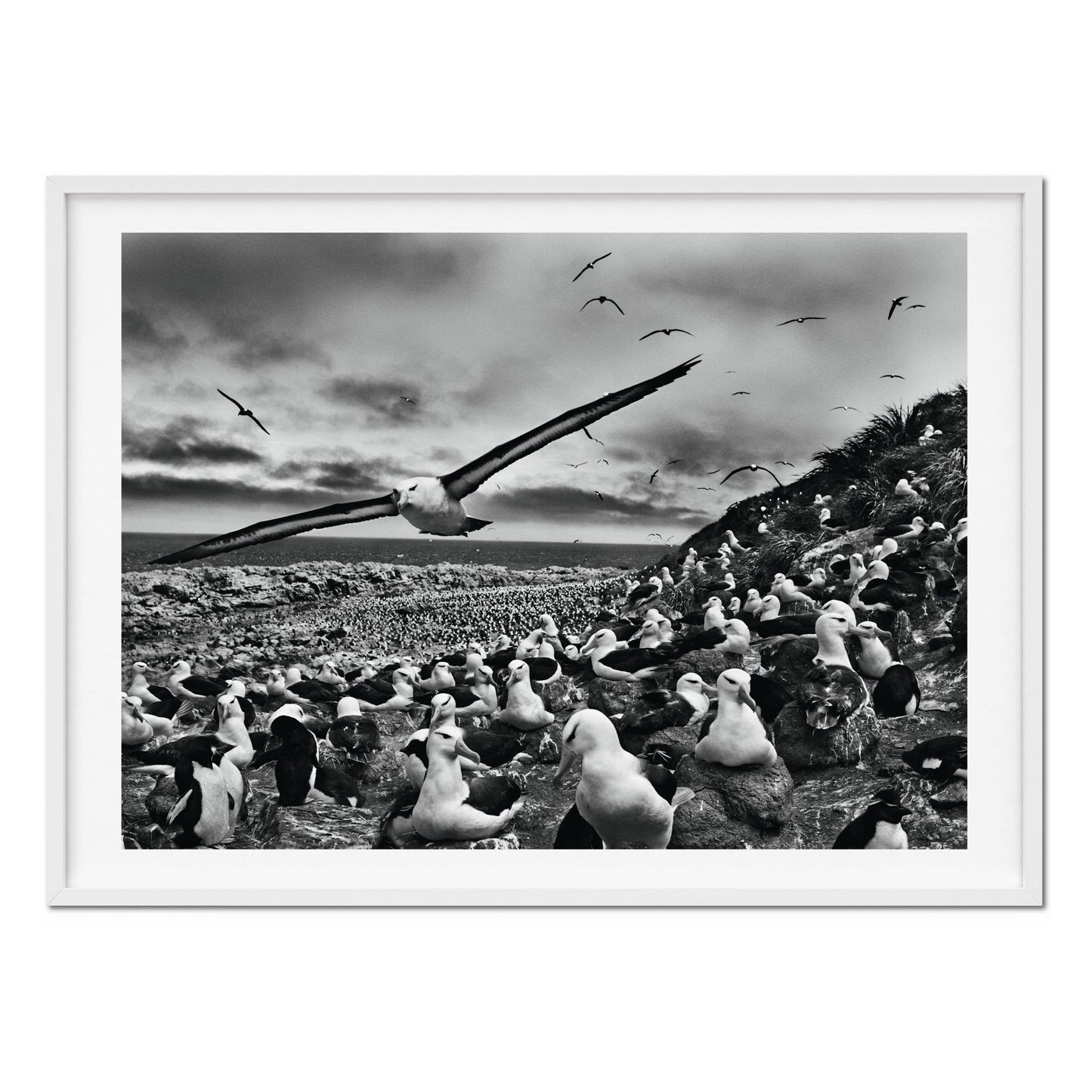 Sebastião Salgado. Genesis. Art Edition No. 201–300 ‘Black-Browed Albatrosses, Falkland Islands’ (English)