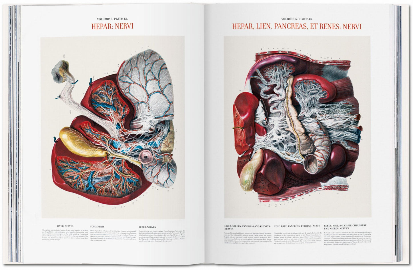 Bourgery. Atlas of Human Anatomy and Surgery (German, French, English)