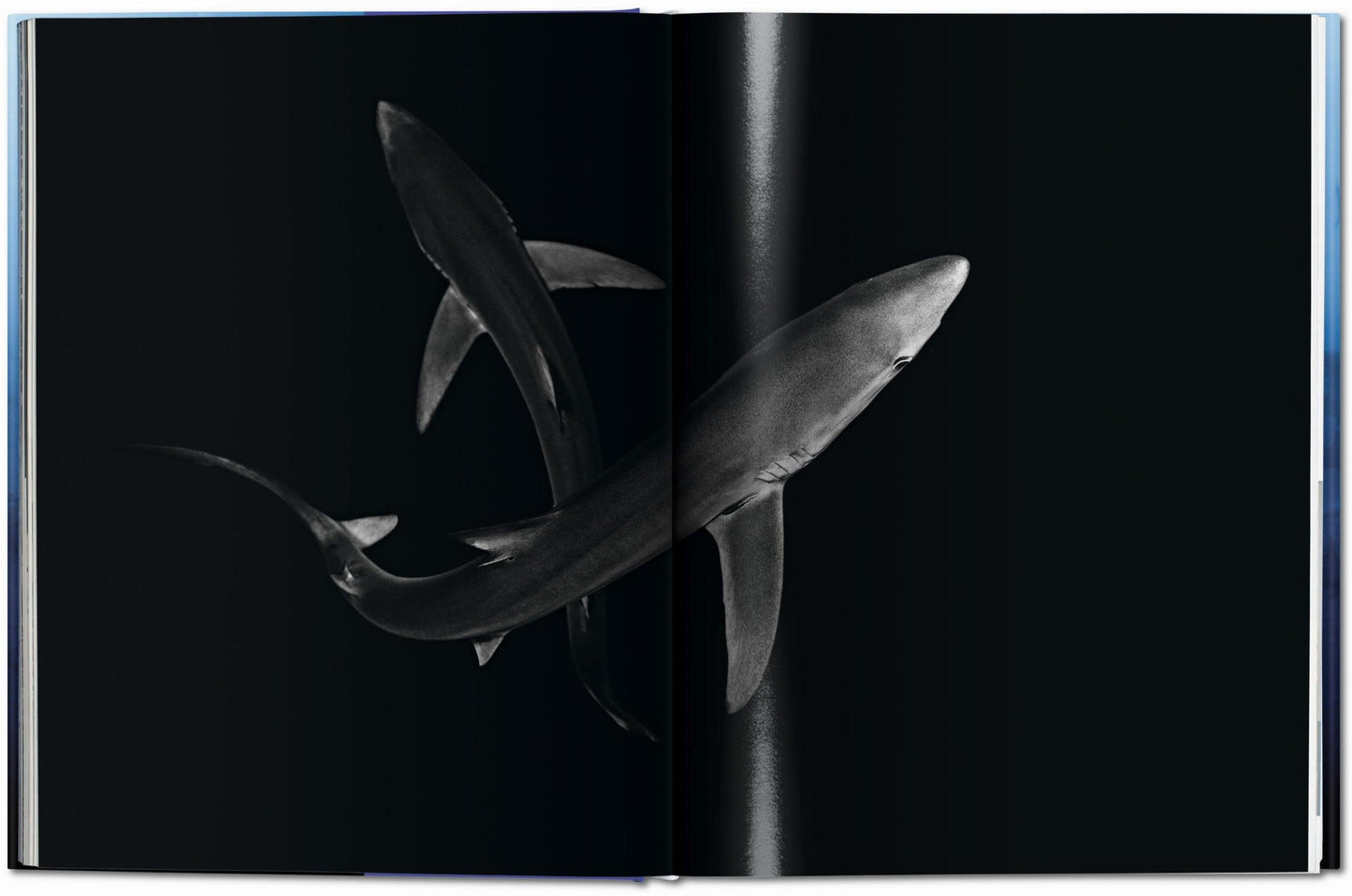 Michael Muller. Sharks (English)